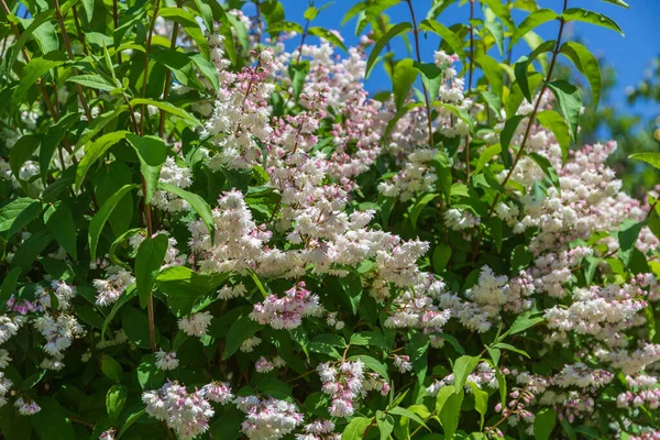 美しい白とピンクの完全花 - 春の開花ウツギ ソラマメウイルトの低木 — ストック写真