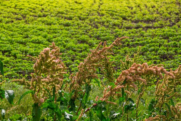 Rumex en el prado floreciente cerca del campo. Acedera de caballo —  Fotos de Stock