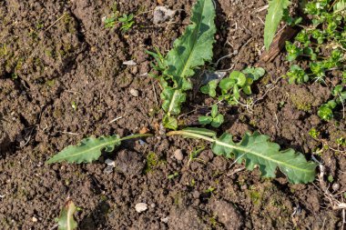 Bahçede at gülü otu. Rumex Confertus Yaprak Rozeti