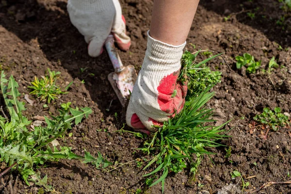 Hands of gardener with weed in the vegetable garden — Stock Photo, Image