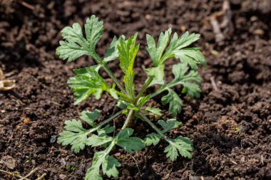 Bahçedeki pelin otu