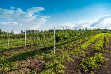 Bebek odasındaki elma ağacı fideleri damlatılıyor.