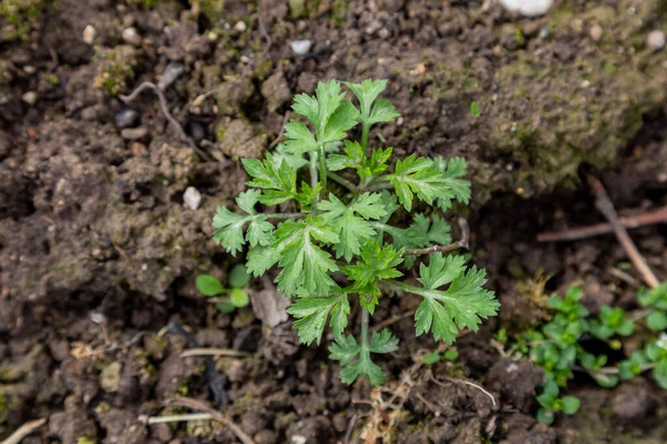 Alsem onkruid in de tuin — Stockfoto