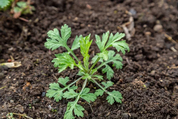 wormwood weed in the garden