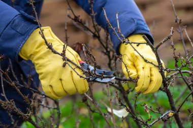 Sonbaharda üzümlü çalı budamak. Bahçe işleri. Bahçıvanın elindeki budama..