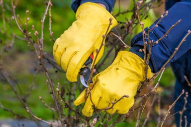 Sonbaharda üzümlü çalı budamak. Bahçe işleri. Bahçıvanın elindeki budama..