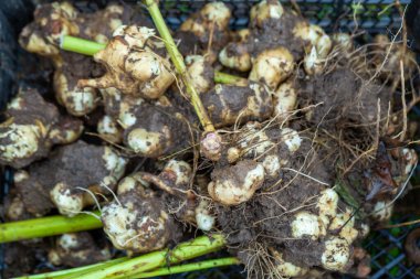 Kudüs enginar hasadı. Sonbahar organik sebze bahçesi.