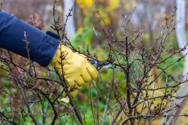 Sonbaharda üzümlü çalı budamak. Bahçe işleri. Bahçıvanın elindeki budama..