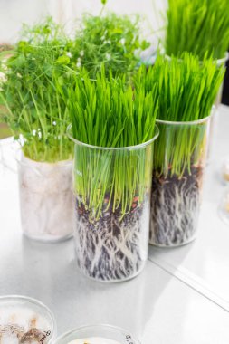 Laboratuvarda masadaki bitkilerin çimlenme ve enerji analizi