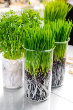 Laboratuvarda masadaki bitkilerin çimlenme ve enerji analizi