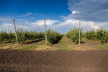 Bebek odasındaki elma ağacı fideleri damlatılıyor.