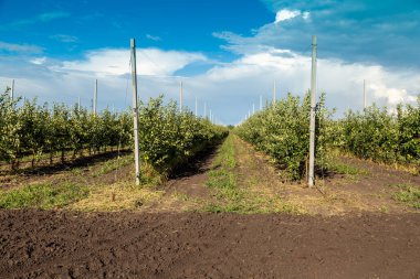 Bebek odasındaki elma ağacı fideleri damlatılıyor.