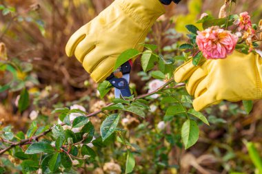 Sonbaharda budanmış gül çalıları. Bahçe işleri. Bahçıvanın elindeki budama..