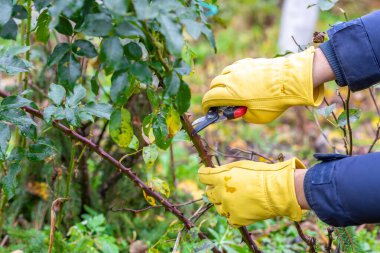 Sonbaharda budanmış gül çalıları. Bahçe işleri. Bahçıvanın elindeki budama..