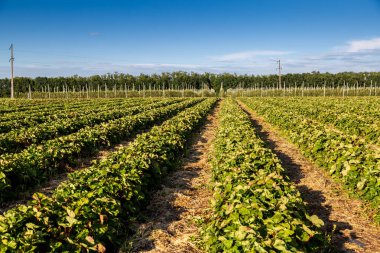 Malç folyosunun altında çilek yetiştirme ve damlatarak sulama. Siyah plastik çarşafların altında büyüyen bitkiler.