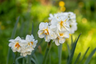 Bahar bahçesinde açan narsis çiçekleri..