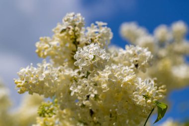 Çiçekli sarı leylak renkli Primrose Şırıngası Bahçede bayat