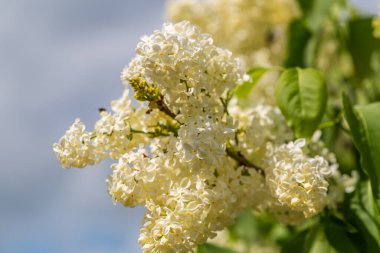 Çiçekli sarı leylak renkli Primrose Şırıngası Bahçede bayat