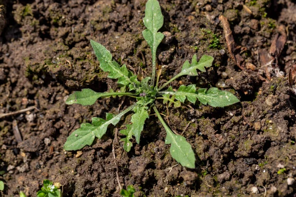 Şifalı ot ve ot çobanlarının çantasına yakın çekim. Capsella bursa-pastoris