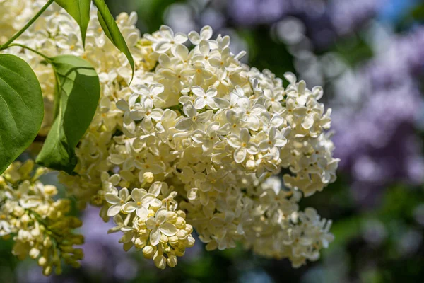 庭で黄色のライラック・プリムローズ・シリンガ・ヴァルガリスを開花 — ストック写真