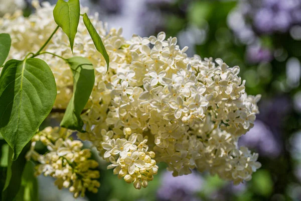 庭で黄色のライラック・プリムローズ・シリンガ・ヴァルガリスを開花 — ストック写真