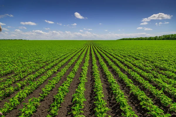 Campo de soja amadurecendo na primavera, paisagem agrícola — Fotografia de Stock