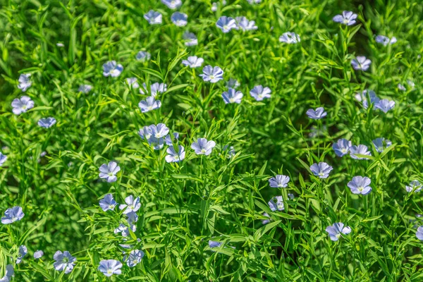 Campo lleno de flores de lino en flor y cielos nublados azules . —  Fotos de Stock