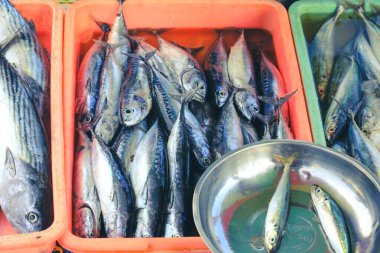 Pazarda satılmak üzere kovadaki uskumru balıklarının yakın plan çekimi.