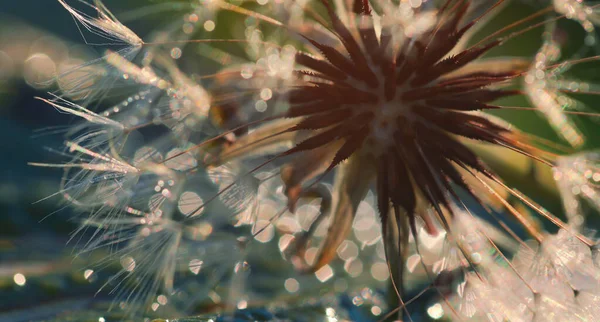 Bokeh Arkaplanlı Karahindiba Tohumlarının Yumuşak Odağı — Stok fotoğraf