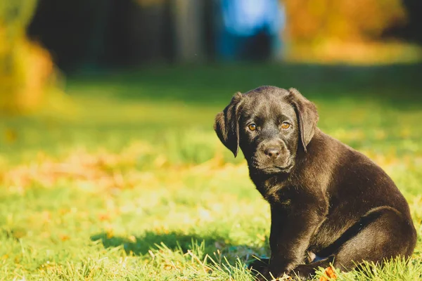 Μαύρο Λαμπραντόρ Κουτάβι Στο Γρασίδι Χαρούμενο Σκυλί Κάθεται Στο Πάρκο — Φωτογραφία Αρχείου