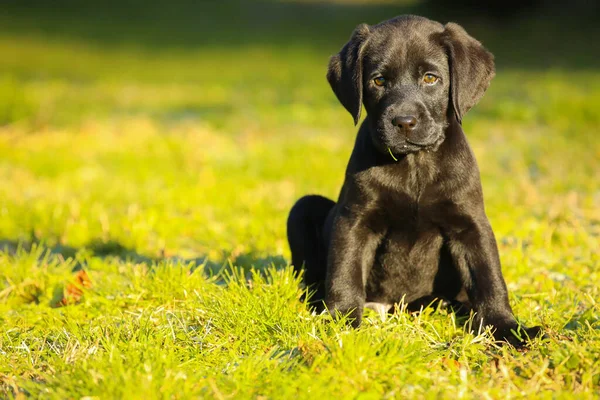 Svart Labrador Valp Gräset Glad Hund Sitter Parken — Stockfoto