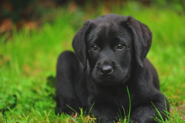 Siyah Labrador köpeği çimlerin üzerinde. Mutlu köpek parkta oturuyor..