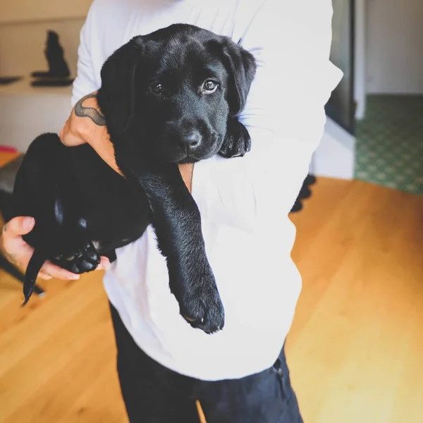 Pequeno Cachorro Lobrador Cão Preto Nas Mãos Proprietário — Fotografia de Stock