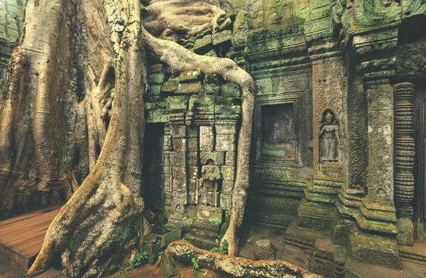 Kořeny Stromů Rostou Nad Chrámem Prohm Khmer Siem Reap Kambodža — Stock fotografie