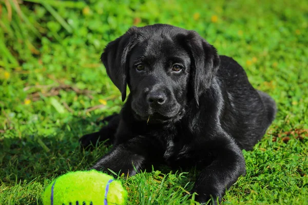 Svart Labrador Valp Gräset Glad Hund Sitter Parken — Stockfoto
