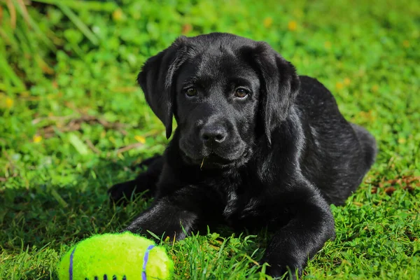 Cachorro Preto Labrador Grama Cão Feliz Sentado Parque — Fotografia de Stock