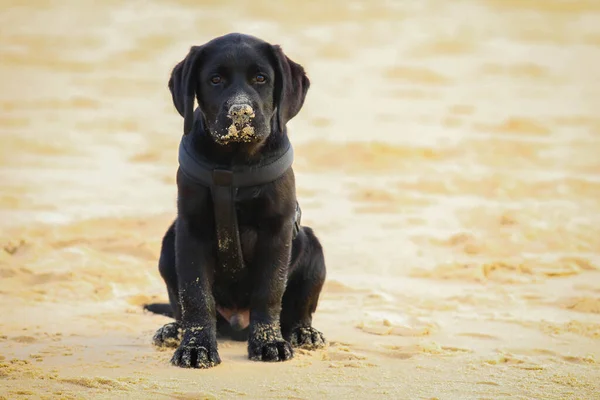 Lindo Cão Cachorro Labrador Retriever Divertindo Praia Sentado Areia Dourada — Fotografia de Stock