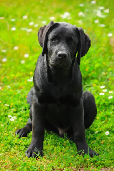 Cachorro Labrador Negro Hierba Perro Feliz Sentado Parque Fotos De Stock Sin Royalties Gratis