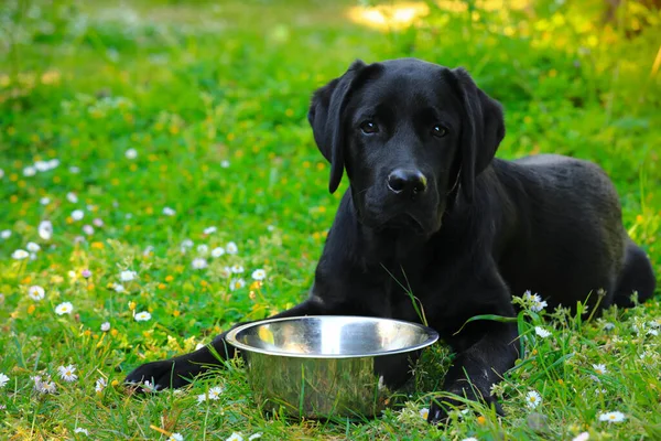 Cachorrinho Labrador Preto Grama Com Tigela Vazia Cão Feliz Sentado — Fotografia de Stock