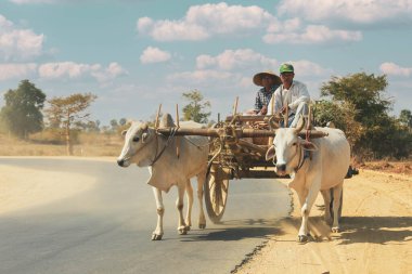Bagan, Myanamr - Fabruary 3, 2017: Birmanyalı kırsal adam iki beyaz bufalo tarafından çizilmiş yolda ahşap araba biniyor. Kırsal alan ve Burma kırsalındaki geleneksel köy yaşamı