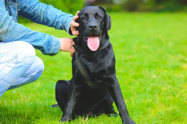Щенок Черного Лабрадора Траве Хозяином Счастливая Собака Сидит Парке — стоковое фото