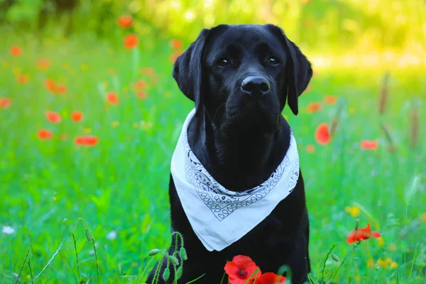 Sju Månader Svart Labrador Sitter Sommar Solig Äng Omgiven Röda — Stockfoto