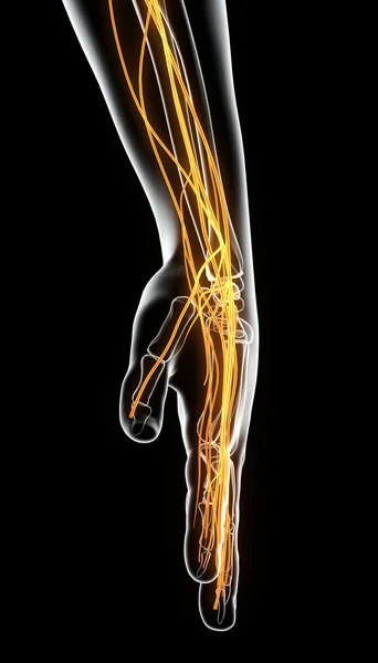 Ilustración 3D del sistema nervioso de la mano . — Foto de Stock
