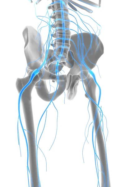 3D ilustracja mężczyzna układu nerwowego. — Zdjęcie stockowe