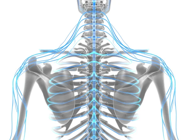 Illustrazione 3D sistema nervoso maschile . — Foto Stock