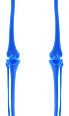 Tibia, tıbbi kavramı 3D çizimi.