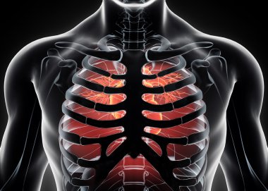 İnsan iç organik - insan kalbi.