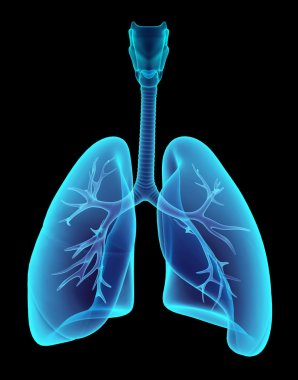 3D illustration X-ray transparent lungs. clipart