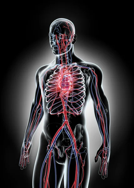 Внутрішня система людини - системи кровообігу. — стокове фото