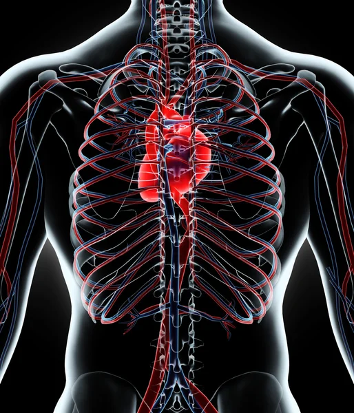 Ilustração 3D do Sistema Interno Humano - Sistema Circulatório . — Fotografia de Stock